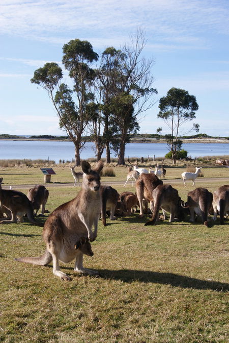 East Coast Natureworld - Accommodation Sunshine Coast 1