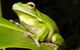 The Rainforest Habitat - thumb 0