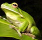 The Rainforest Habitat - Accommodation Sunshine Coast