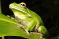 The Rainforest Habitat - Accommodation Sunshine Coast 0