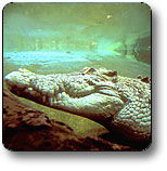Kakadu National Park - Accommodation Sunshine Coast 1