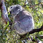 Koala Conservation Centre - Accommodation Sunshine Coast 0
