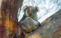 Koala Conservation Centre - Accommodation Sunshine Coast 2