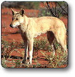 Uluru - Kata Tjuta National Park - Accommodation Sunshine Coast 3