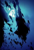 Scuba World - Accommodation Sunshine Coast 0