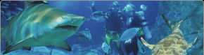 Scuba World - Accommodation Sunshine Coast 1