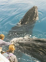 Storeyline Tours - Accommodation Sunshine Coast 1