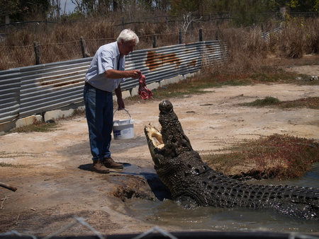 Koorana Saltwater Crocodile Farm - Accommodation Sunshine Coast 1