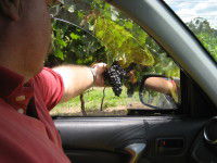 Mount Tamborine Winery & Homestead - Accommodation Sunshine Coast 1