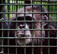 Rockhampton Zoo - Accommodation Sunshine Coast