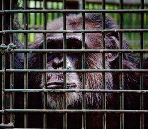 Rockhampton Zoo - Accommodation Sunshine Coast 0
