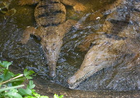 Rockhampton Zoo - Accommodation Sunshine Coast 1
