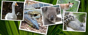 Rockhampton Zoo - Accommodation Sunshine Coast 2