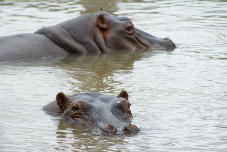Cairns Wildlife Safari Reserve - Accommodation Sunshine Coast 2
