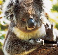 Gorge Wildlife Park - Accommodation Sunshine Coast
