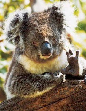Gorge Wildlife Park - Accommodation Sunshine Coast 0