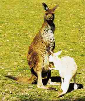 Gorge Wildlife Park - Accommodation Sunshine Coast 1