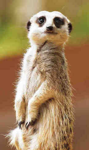 Gorge Wildlife Park - Accommodation Sunshine Coast 2