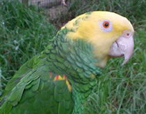 Gorge Wildlife Park - Accommodation Sunshine Coast 3