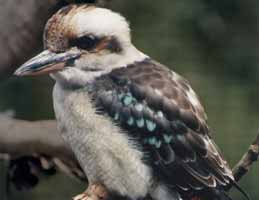 Nowra Wildlife Park - Accommodation Sunshine Coast 2