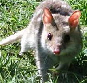 Urimbirra Wildlife Park - Accommodation Sunshine Coast