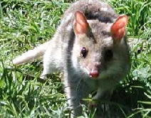 Urimbirra Wildlife Park - Accommodation Sunshine Coast 0