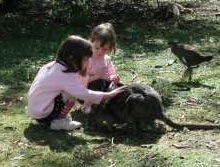 Urimbirra Wildlife Park - Accommodation Sunshine Coast 1