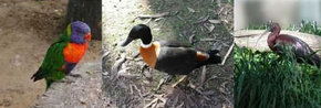 Urimbirra Wildlife Park - Accommodation Sunshine Coast 2