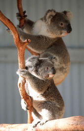 Waterways Wildlife Park - Accommodation Sunshine Coast 1