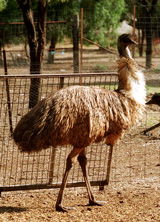 Waterways Wildlife Park - Accommodation Sunshine Coast 2