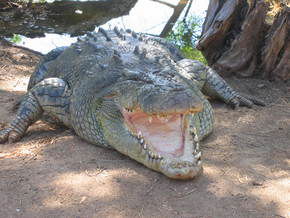 Wyndham Zoological Gardens And Crocodile Park - Accommodation Sunshine Coast 2