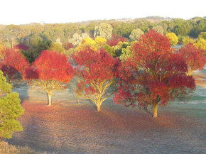 Balloon Adventures Barossa Valley - Accommodation Sunshine Coast 3