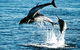 Polperro Dolphin Swims - thumb 1