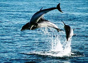 Polperro Dolphin Swims - Accommodation Sunshine Coast 1