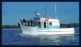 Polperro Dolphin Swims - Accommodation Sunshine Coast 2