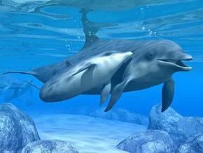 Polperro Dolphin Swims - Accommodation Sunshine Coast 3