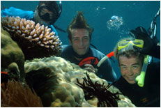 Dolphin Wild - Accommodation Sunshine Coast 1