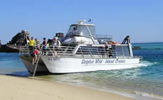 Dolphin Wild - Accommodation Sunshine Coast 2