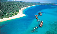 Dolphin Wild - Accommodation Sunshine Coast 3