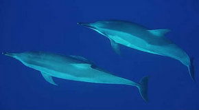 Dolphcom - Dolphin & Whale Swimming Adventures - Accommodation Sunshine Coast 3