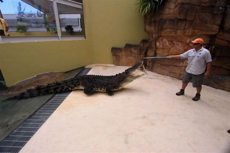 Crocosaurus Cove - Accommodation Sunshine Coast 2