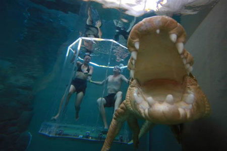 Crocosaurus Cove - Accommodation Sunshine Coast 3