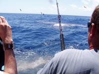 Downunder Charters - Accommodation Sunshine Coast 3