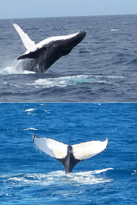 Mills Charters Fishing And Whale Watch Cruises - Accommodation Sunshine Coast 3