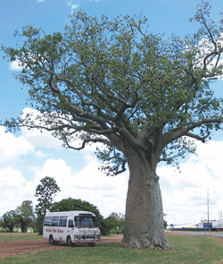 Kununurra Cruises - Accommodation Sunshine Coast 1