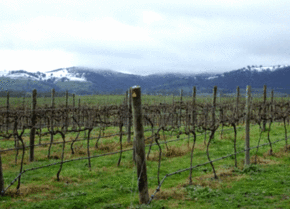 Kinloch Wines - Accommodation Sunshine Coast