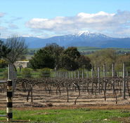 Buller View Wines - Accommodation Sunshine Coast