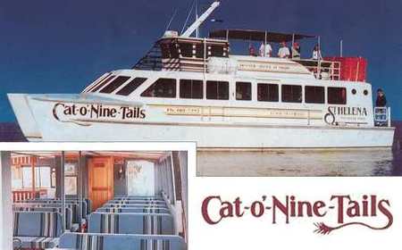 Cat O' NineTails - Accommodation Sunshine Coast 1