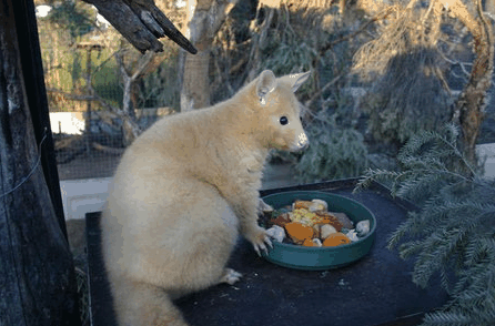Caversham Wildlife Park - Accommodation Sunshine Coast 1