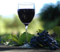 Lion Mill Vineyards - Accommodation Sunshine Coast 0